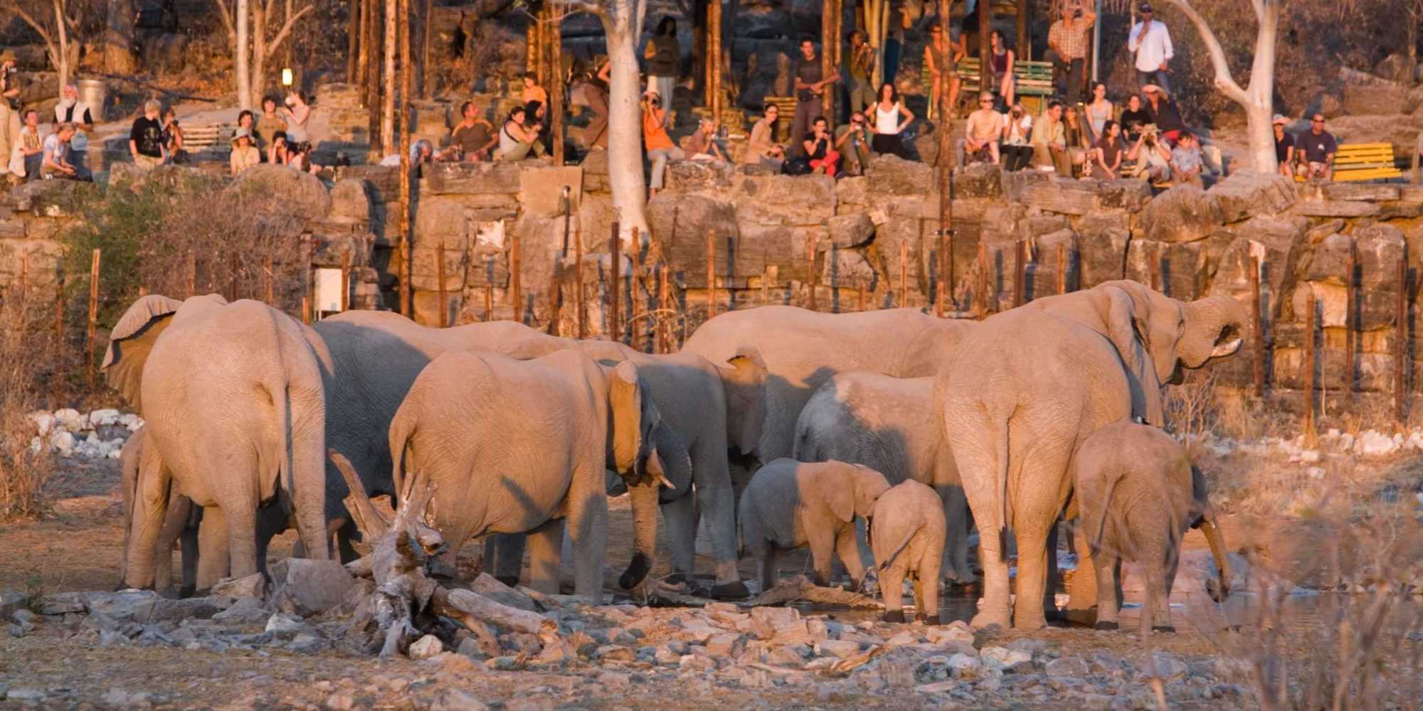 Halali Campsite Waterhole