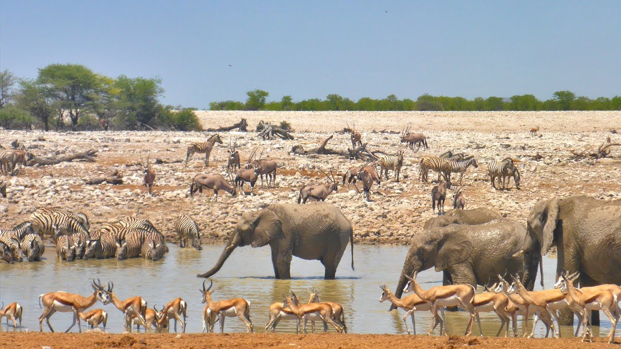 Okaukuejo Waterhole