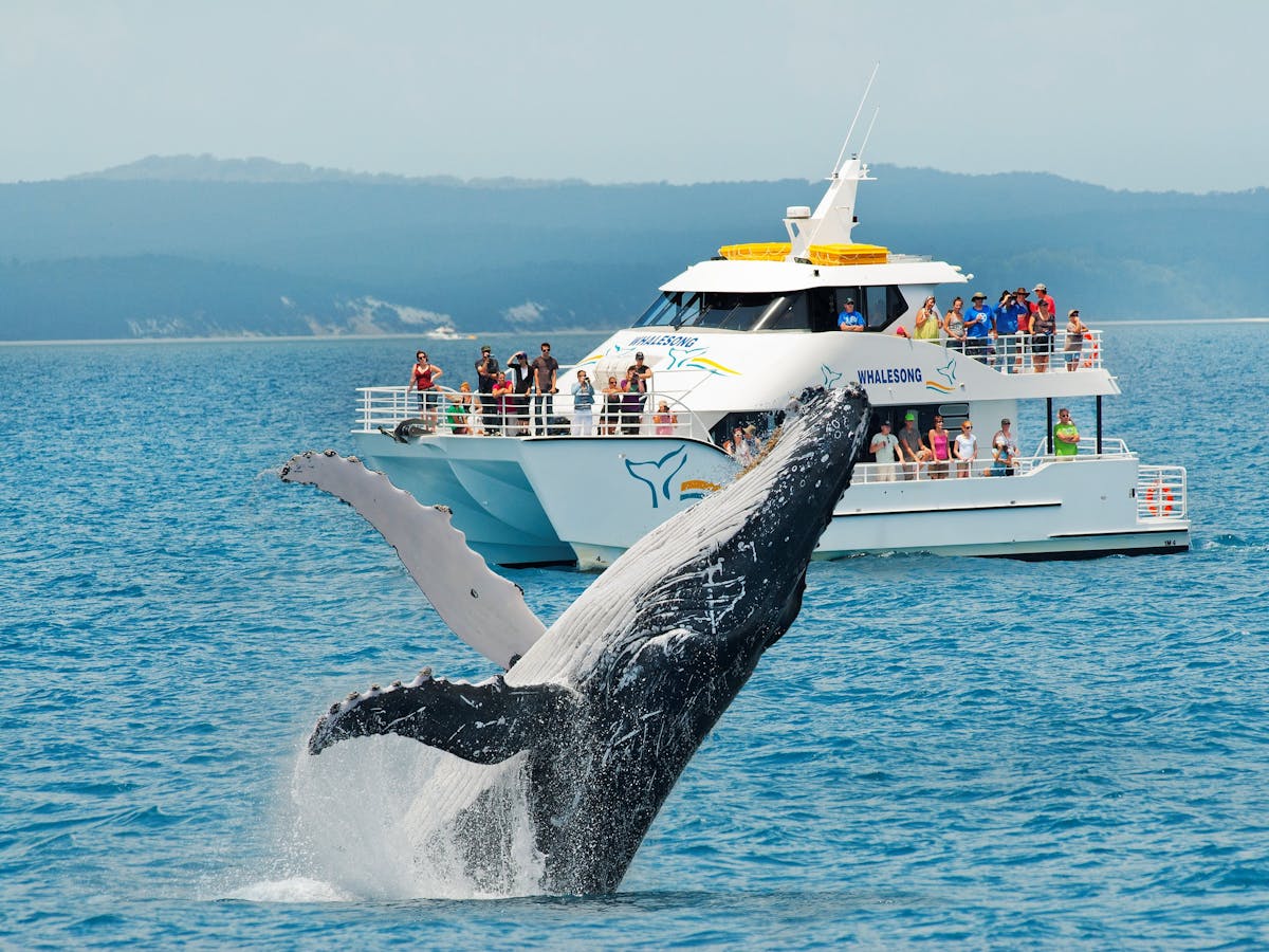 Townsville Whale Watching Tours