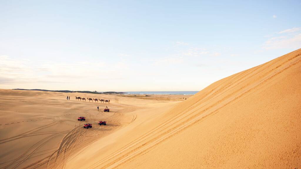 Beachfront Safari