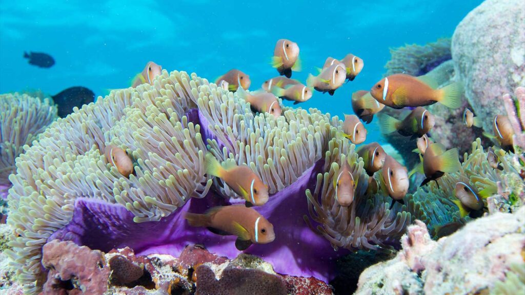 Coral Nursery