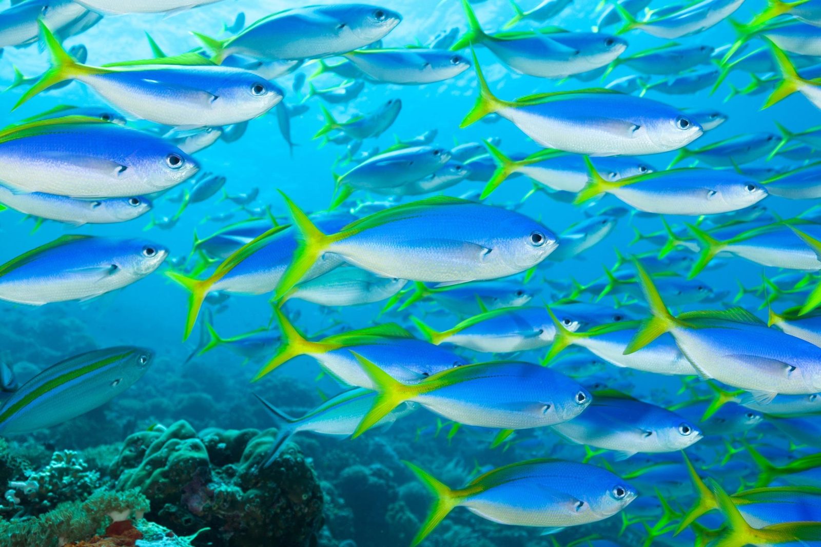 Marine Life Corridor