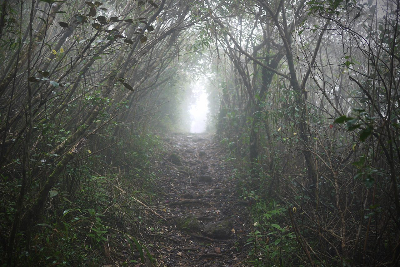 Cloud Forest