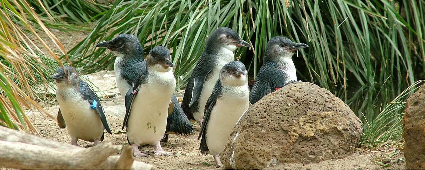 Little Penguin Habitat Viewpoint