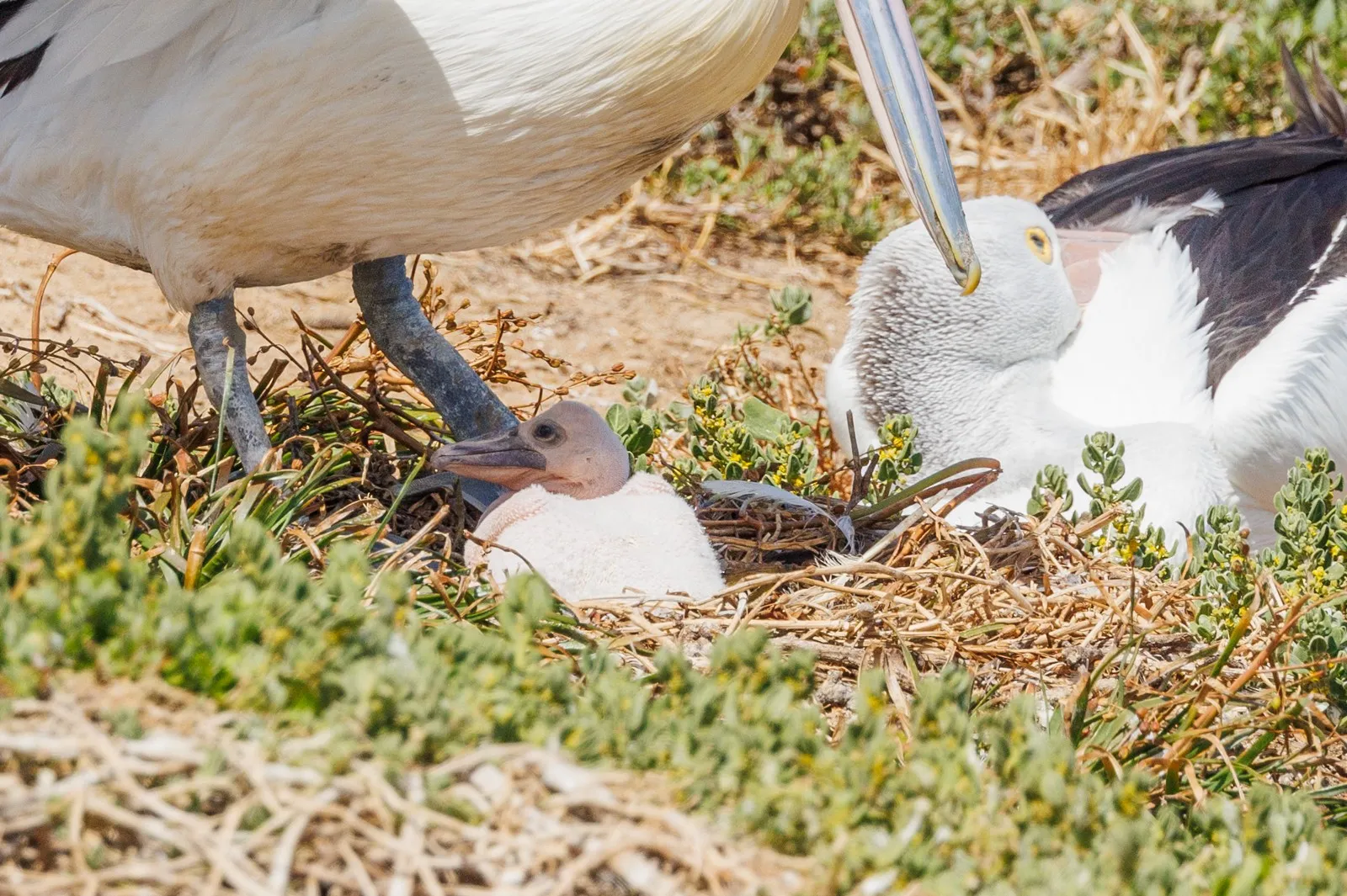 Pelican Rookery