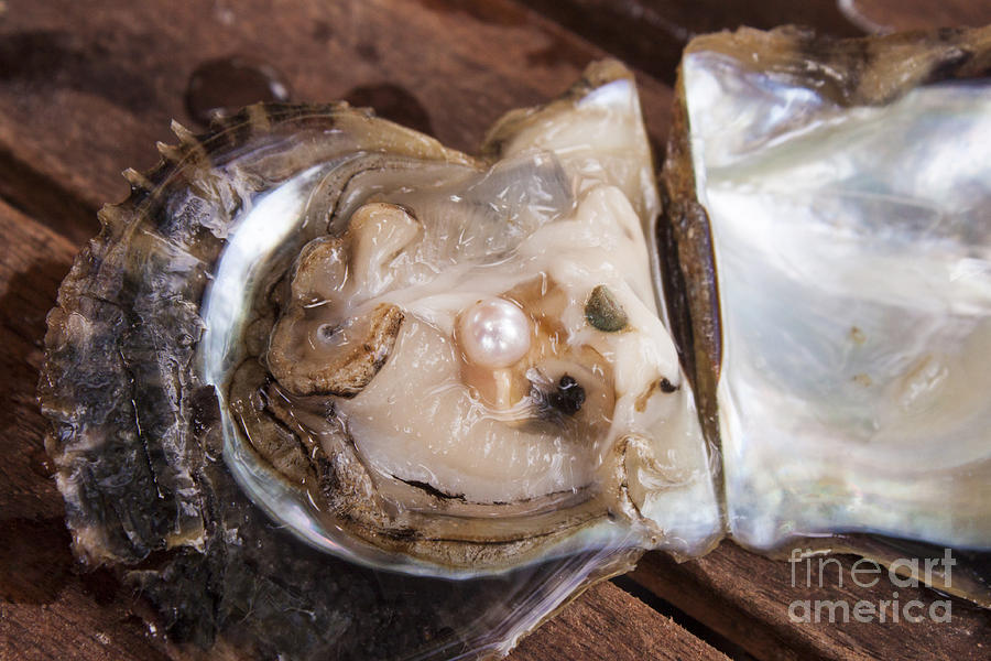 Ras Al Khaimah Pearl Farm Tour