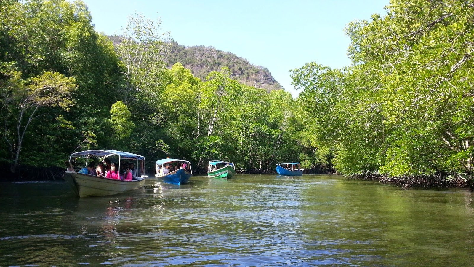 Mangrove Cruise