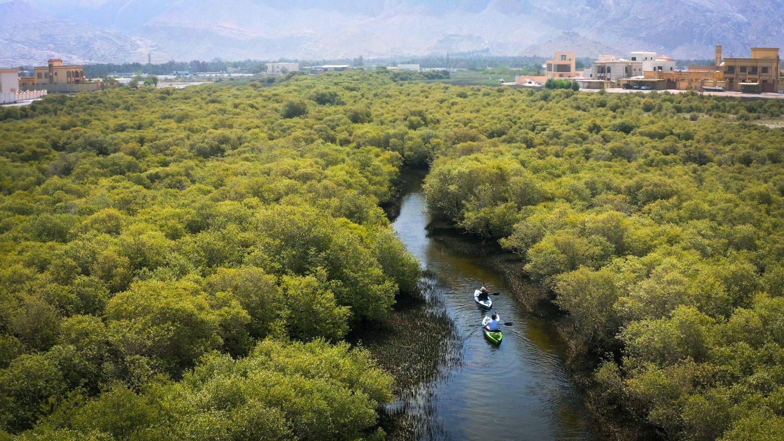 Mangrove Channel Path