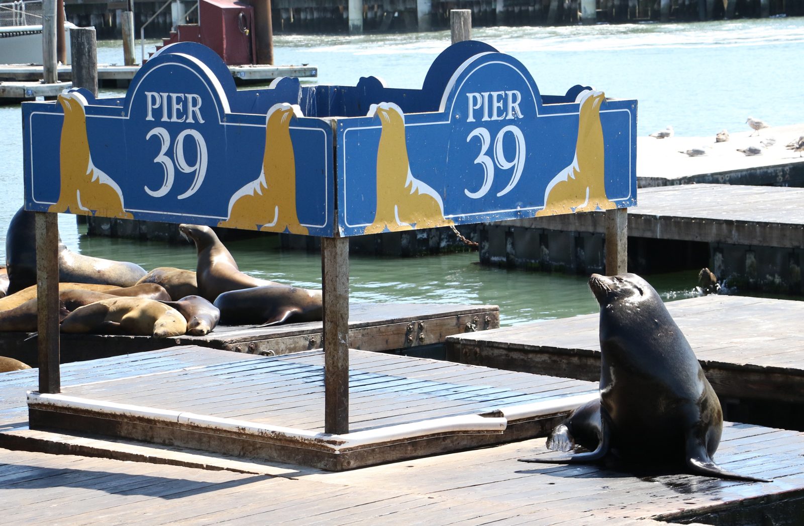 Pier 39 Sea Lions