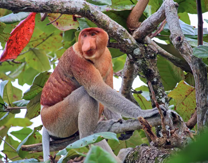 Proboscis Monkey Observation Point
