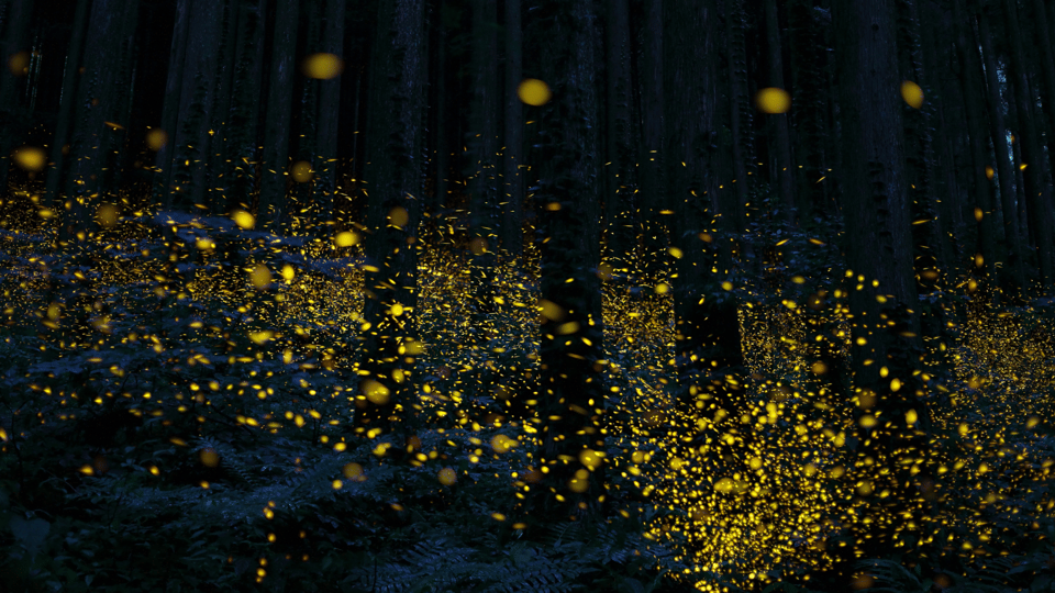 Firefly Colony Banks