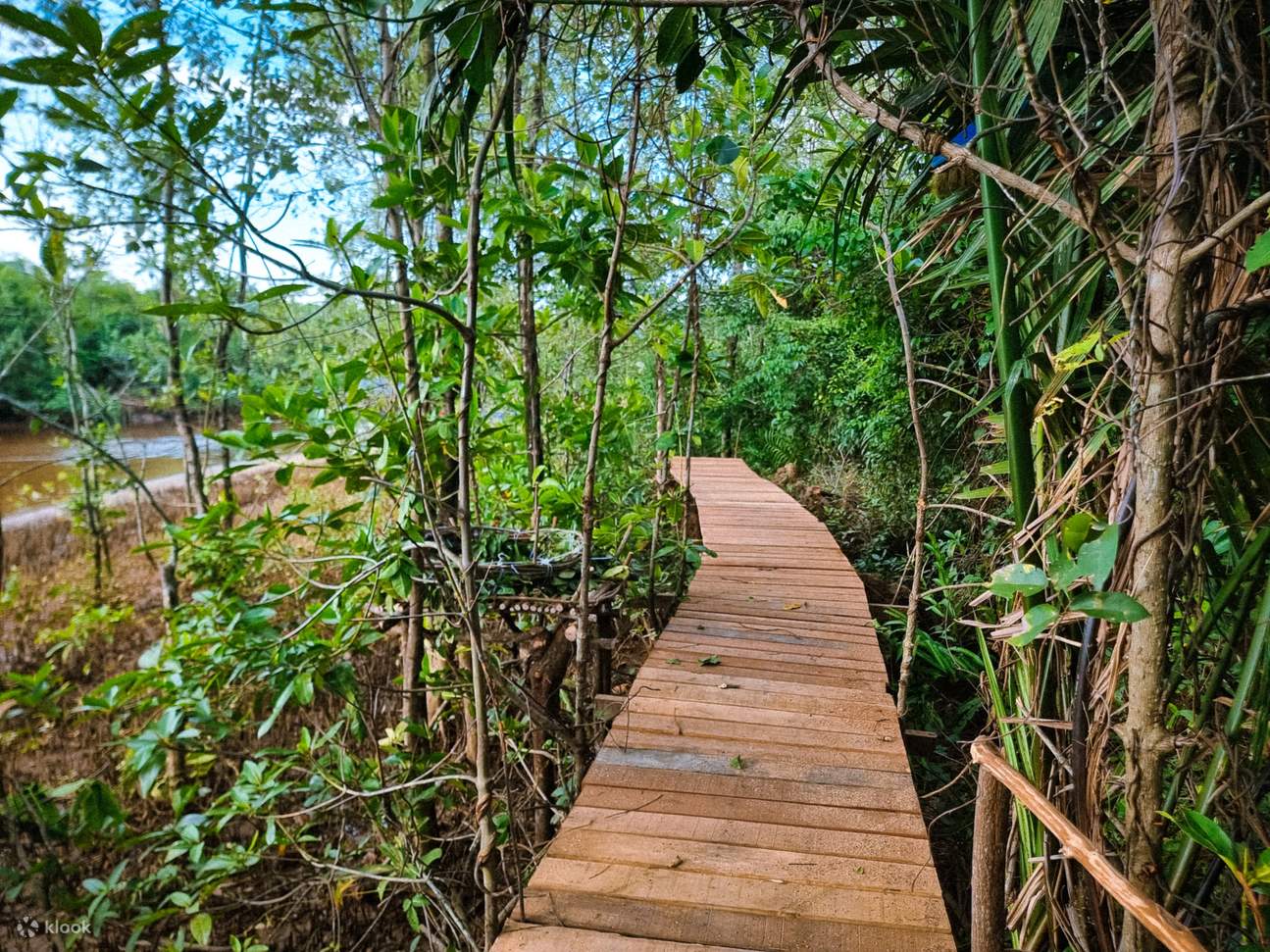 Mangrove Canopy Corridor