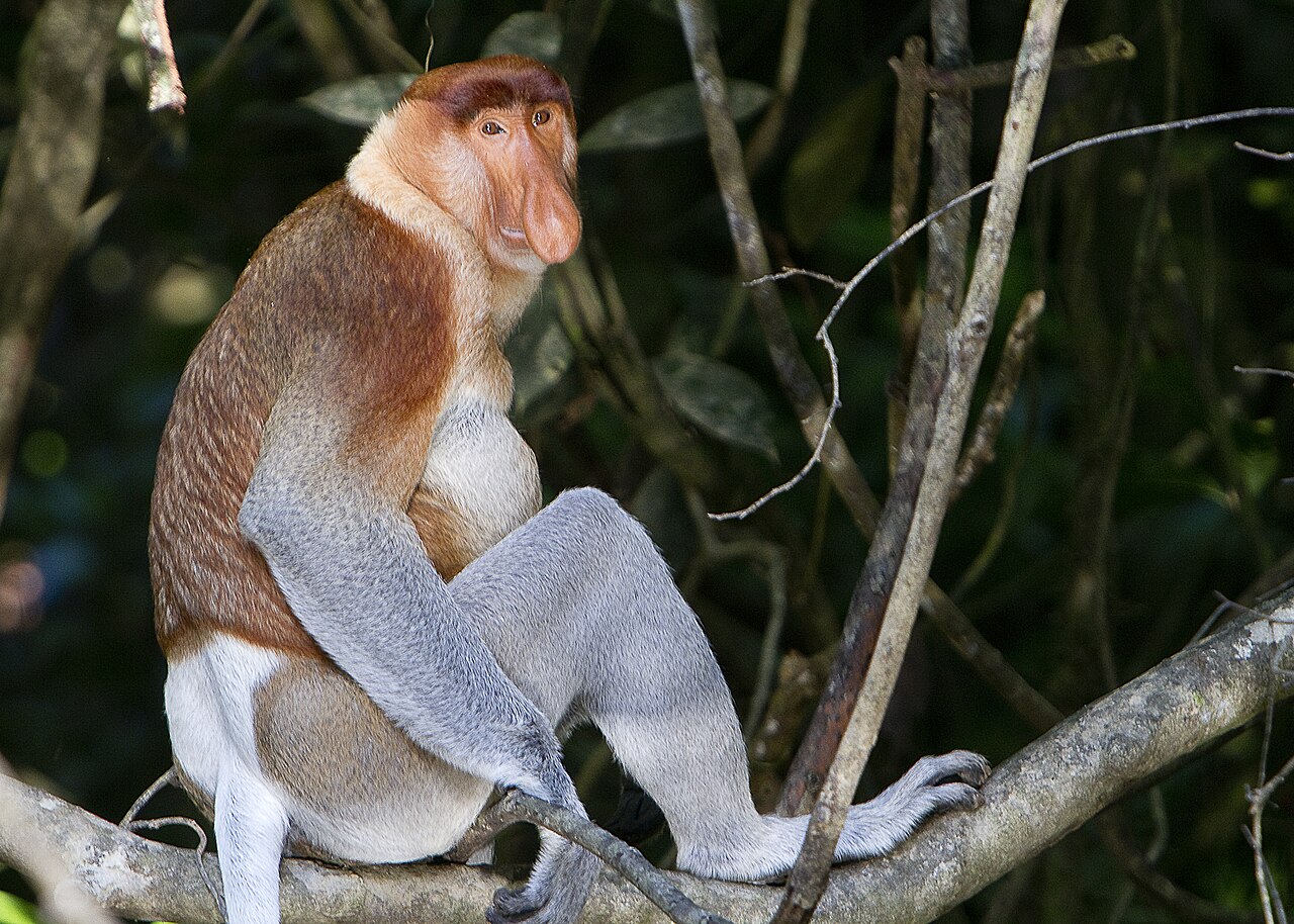 Proboscis Monkey Habitat