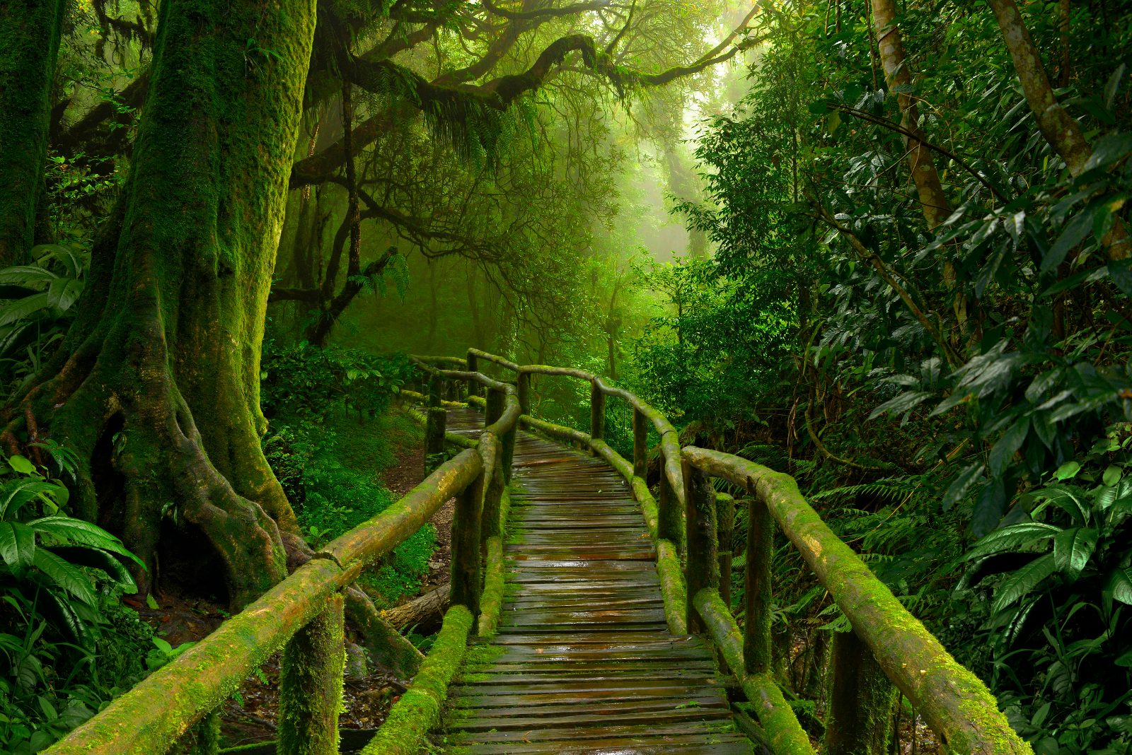 Observation Canopy