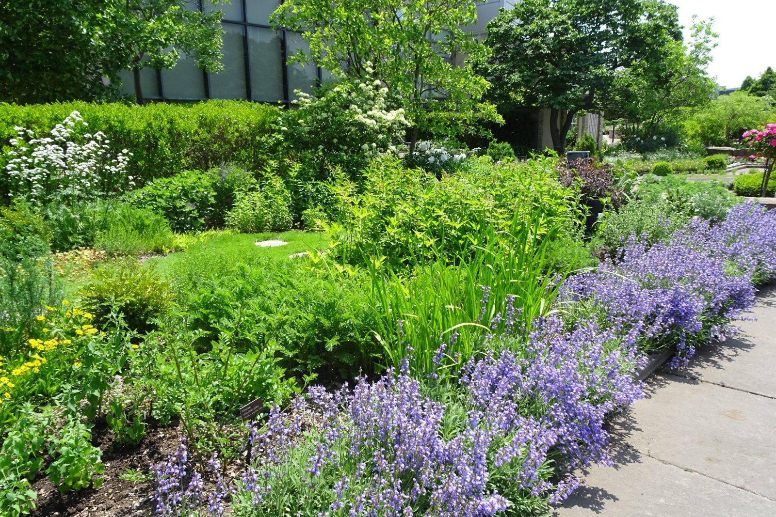 Medicinal Plants Garden