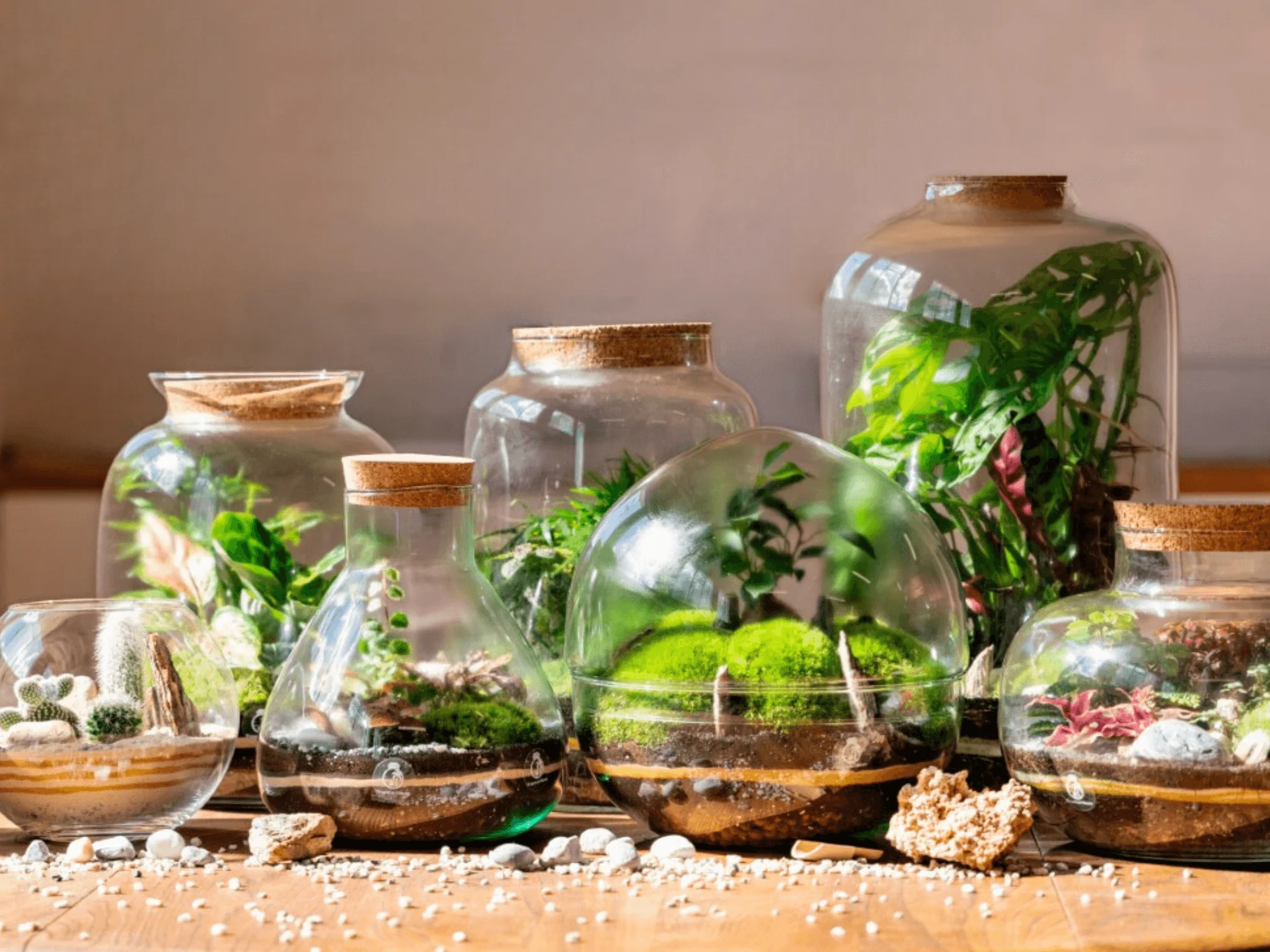 Terrariums