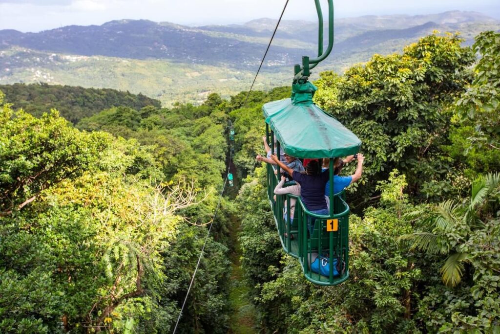 Canopy Level