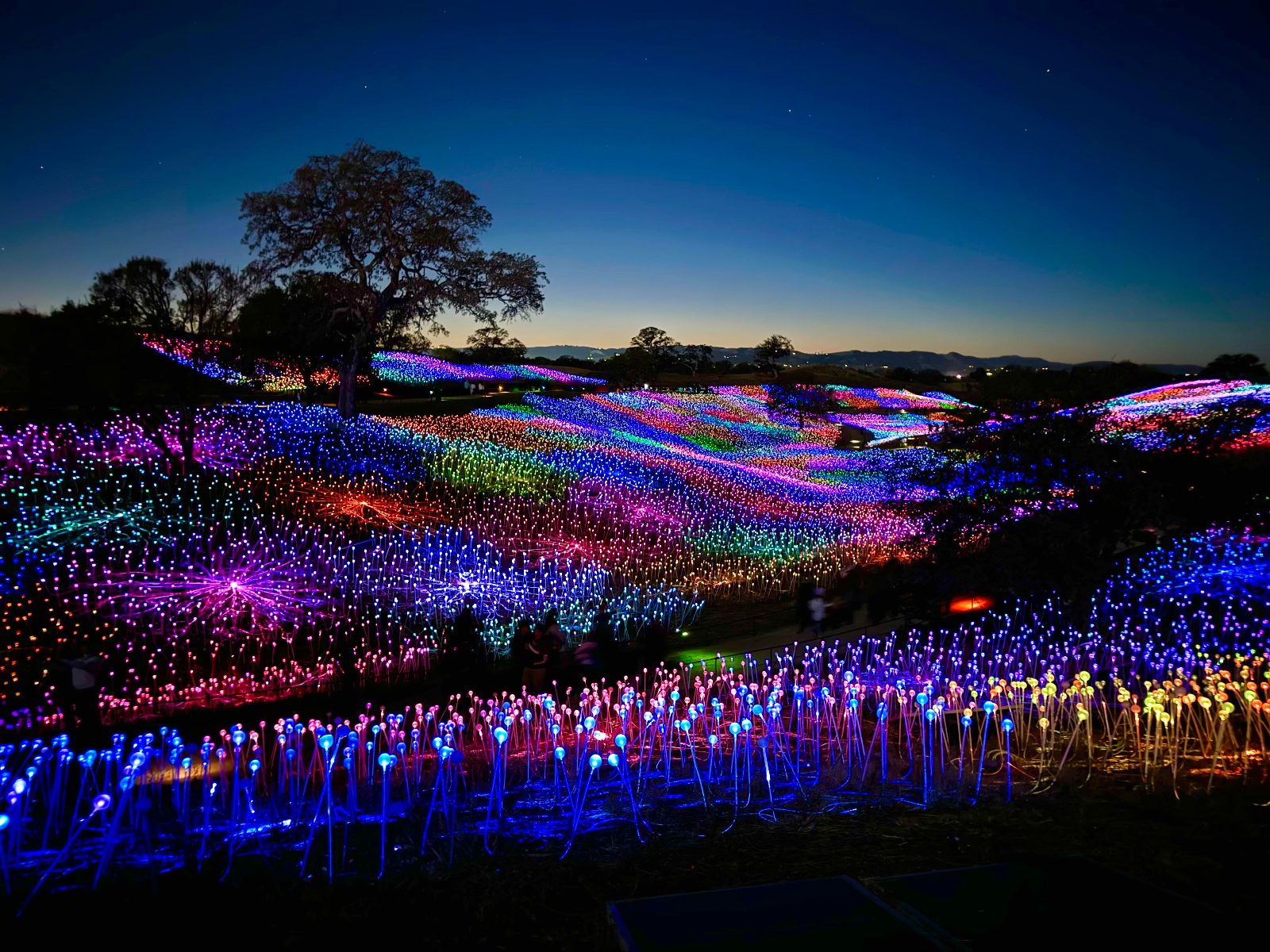 Field of Light Ground-Level Pathway