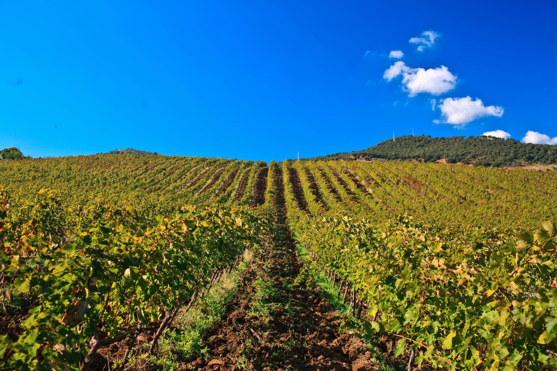 Abbazia Santa Anastasia Vineyard Rows