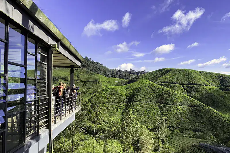 Sungei Palas Tea Garden Walkway