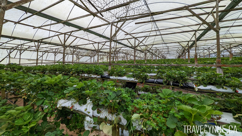 Cameron Highlands Private Tour From Kuala Lumpur