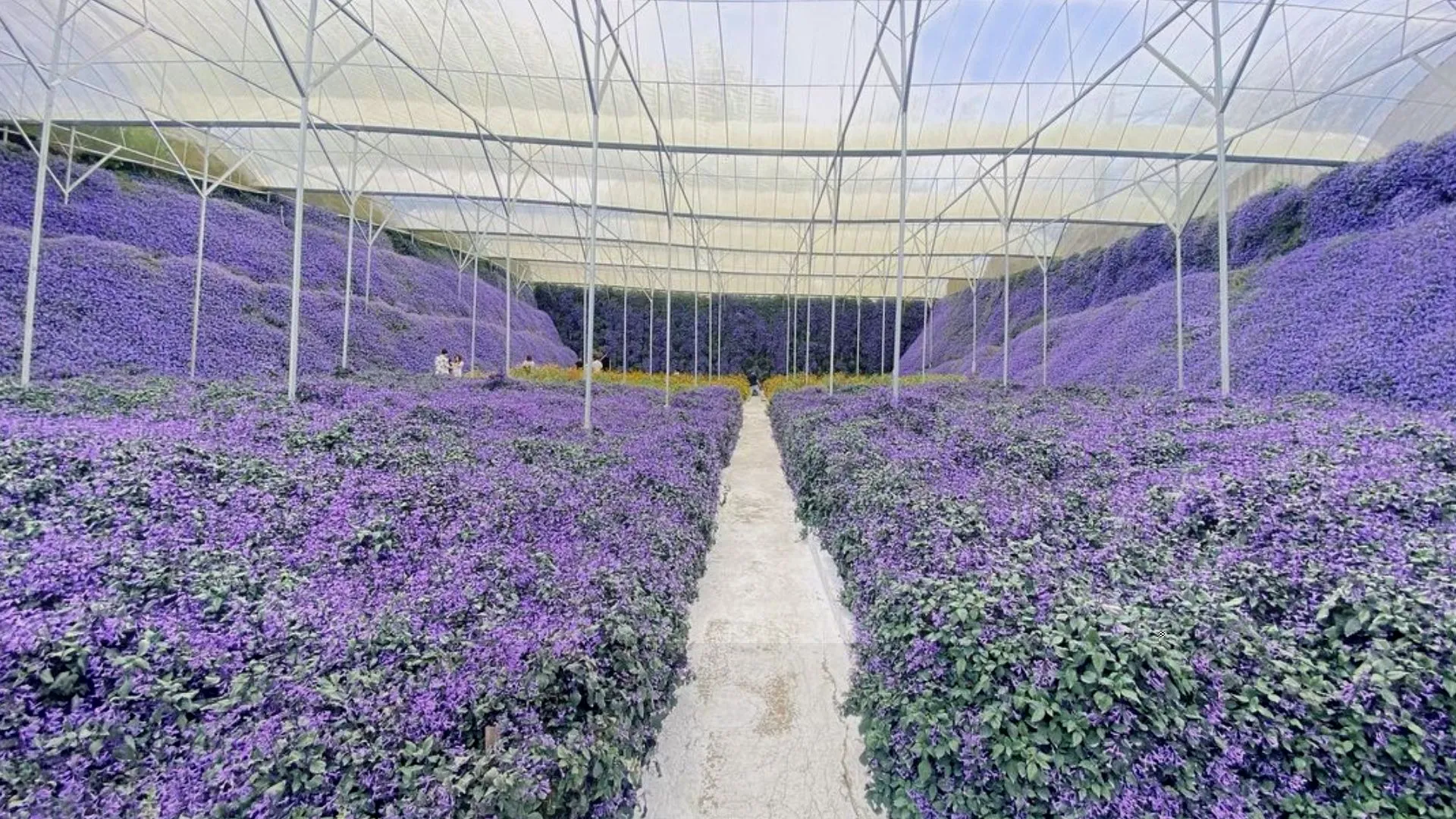 Cameron Lavender Garden
