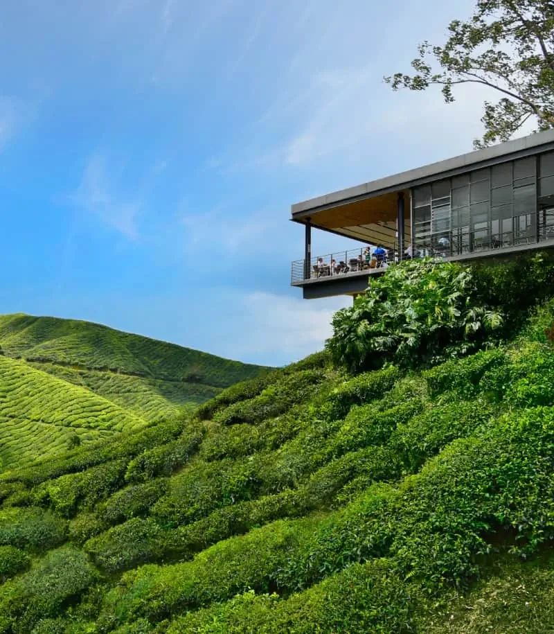 Boh Tea Plantation Viewpoint
