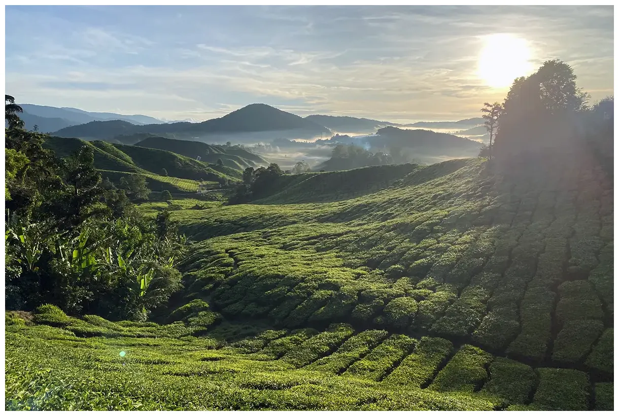 Boh Tea Plantation