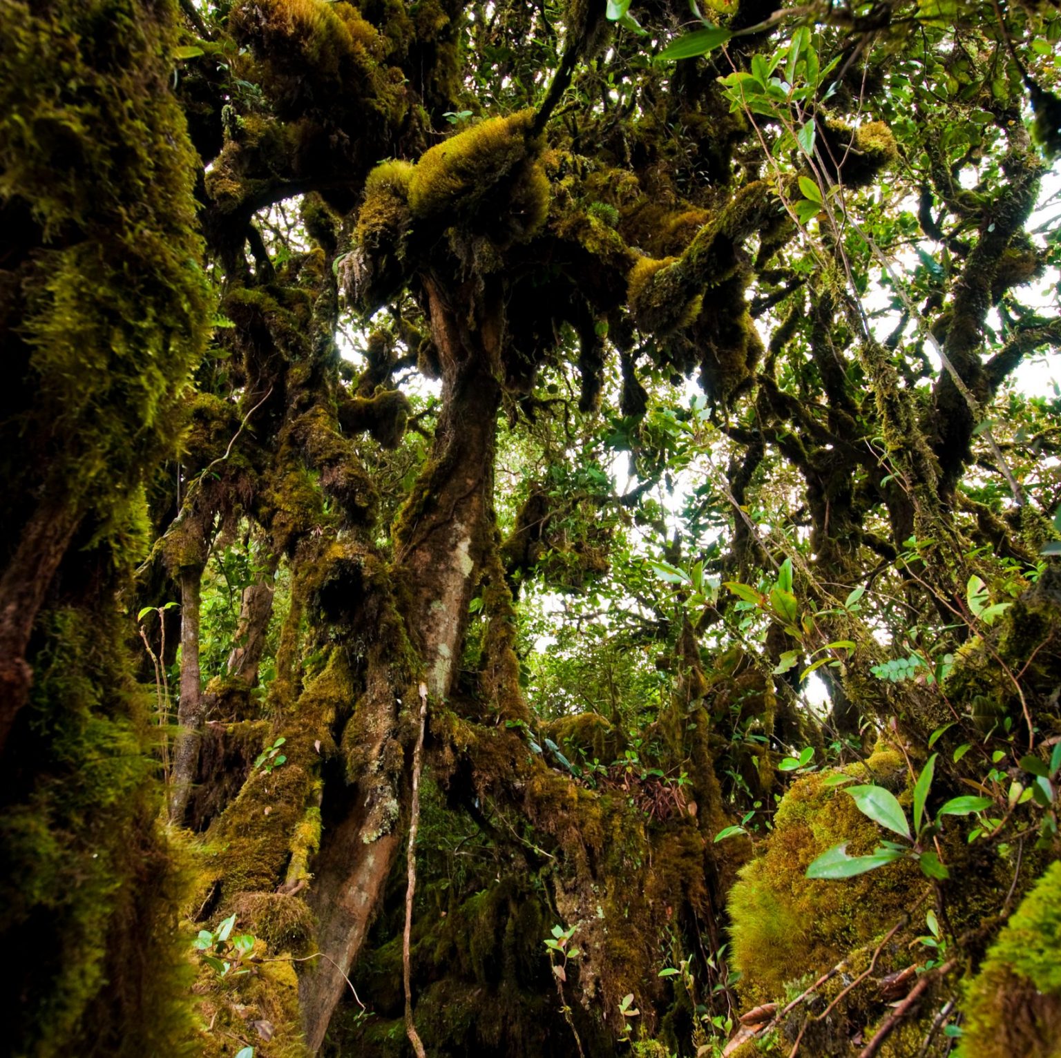 Mossy Forest