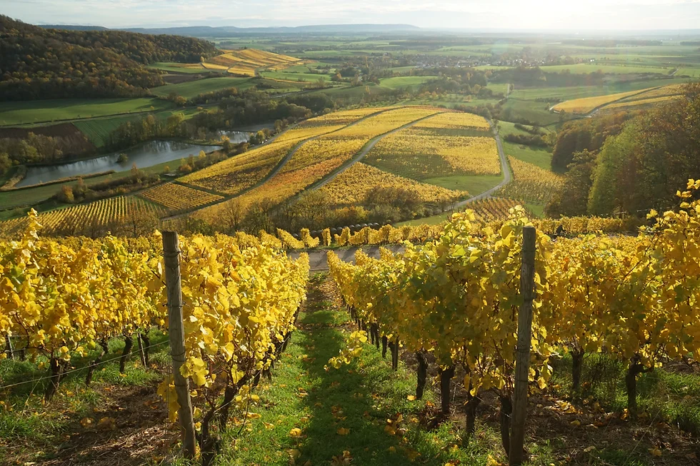 Terraced Vineyards