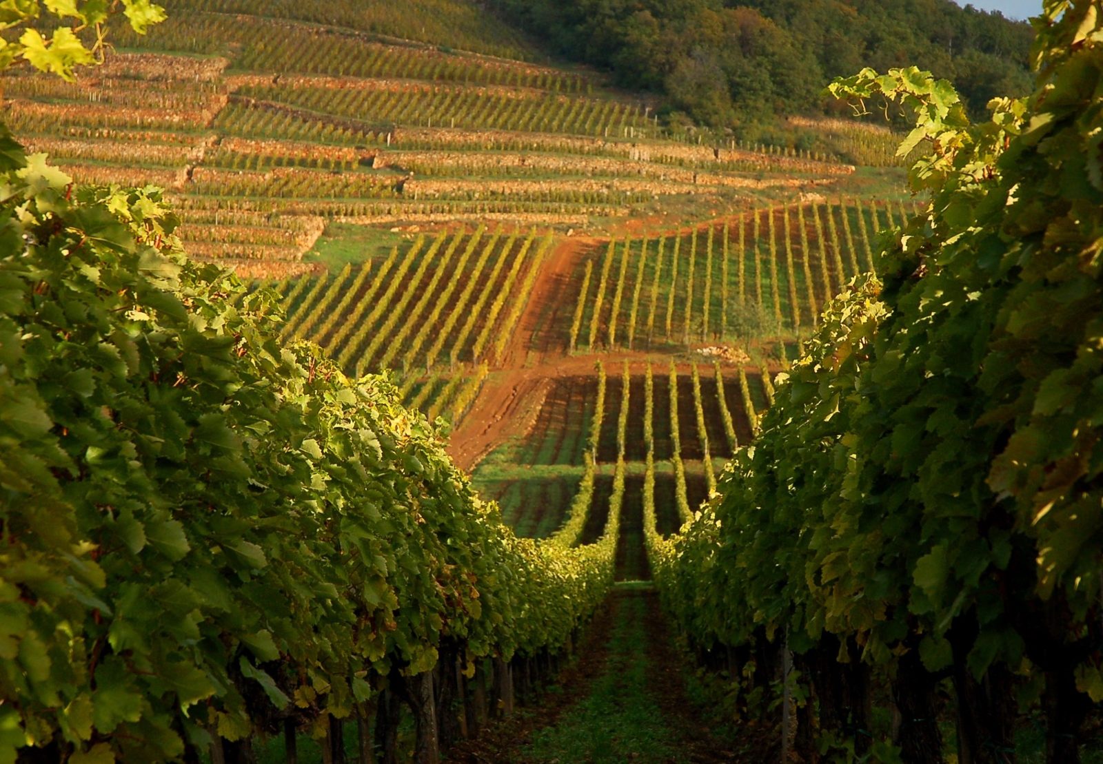 Vineyard Estates