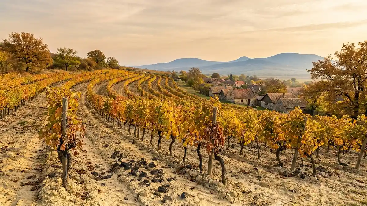 Hétszőlő Vineyard Terrace