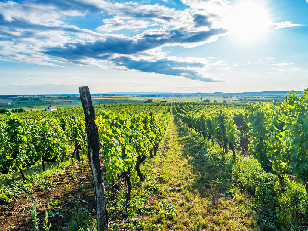 Tokaj Winery Tour