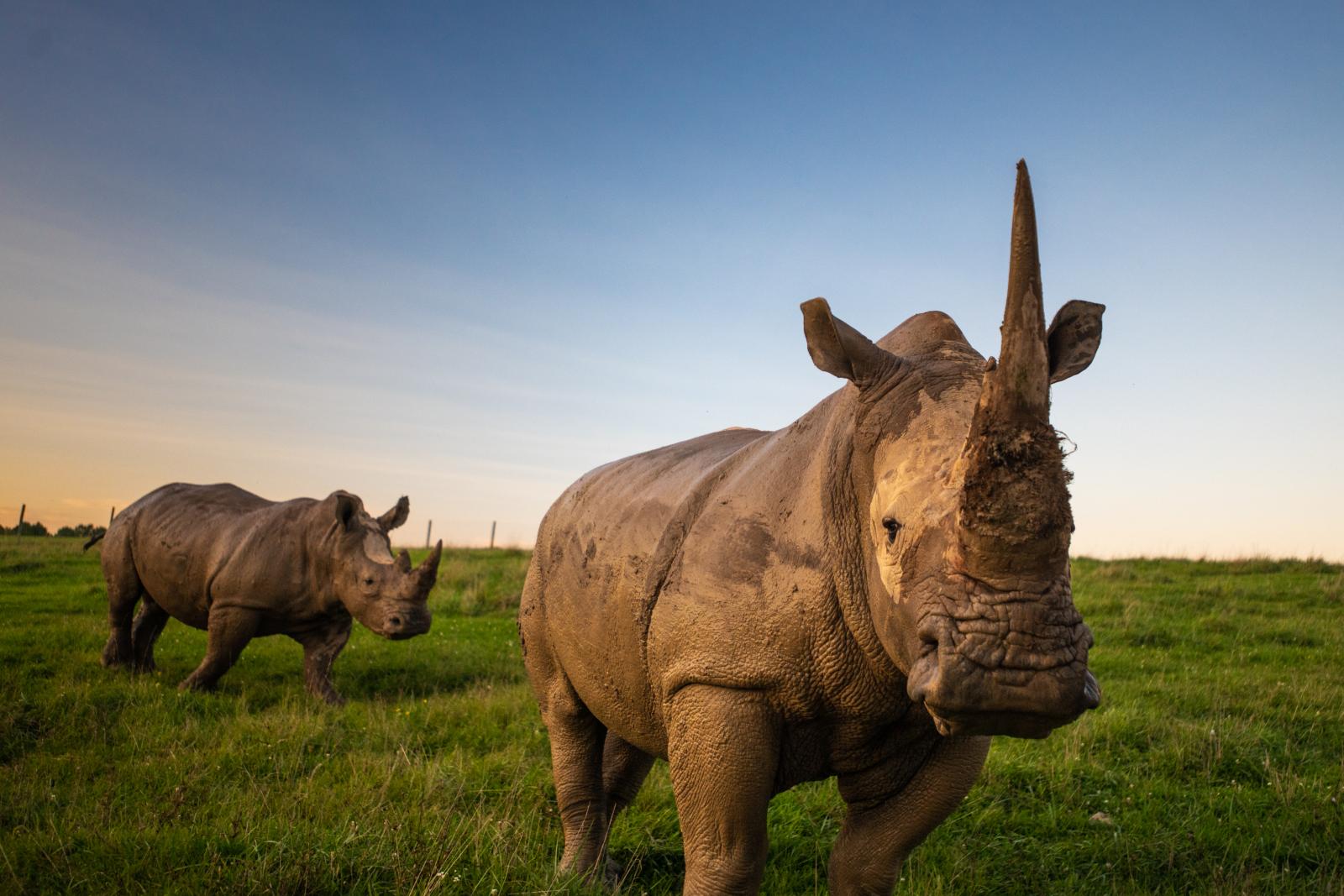 White Rhino Conservation Area