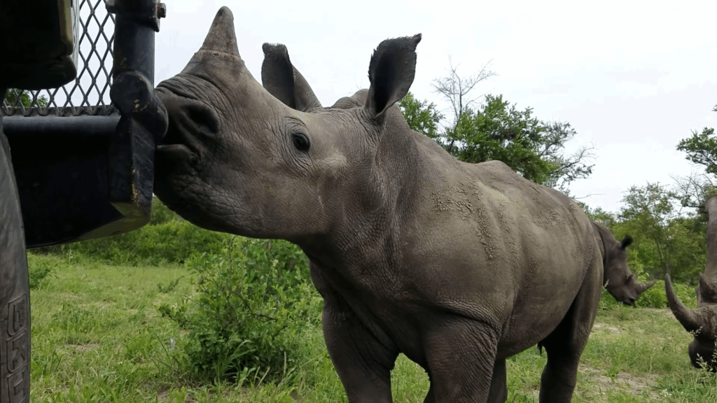 Hluhluwe-imfolozi Big 5 Full or Half Day Safari