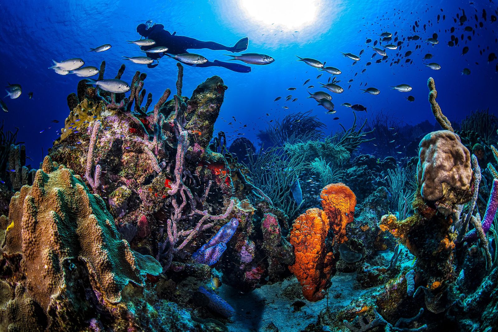 Coral Reef