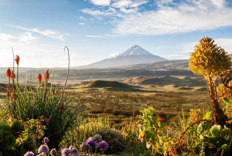 Paramo Grasslands Trail