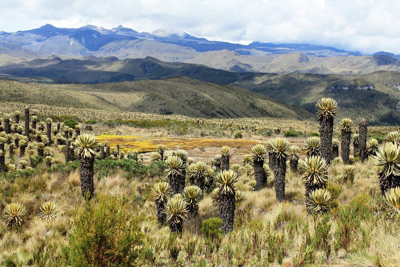 Páramo Ecosystem