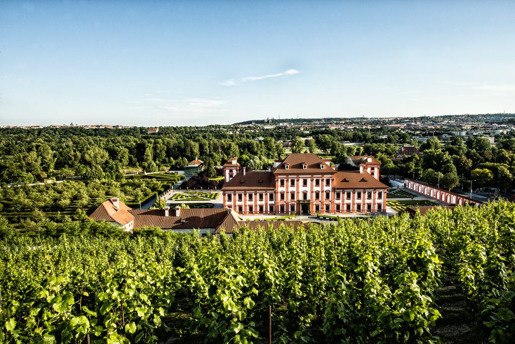 St. Claire's Vineyard