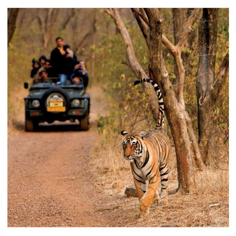 Ranthambore National Park Tours