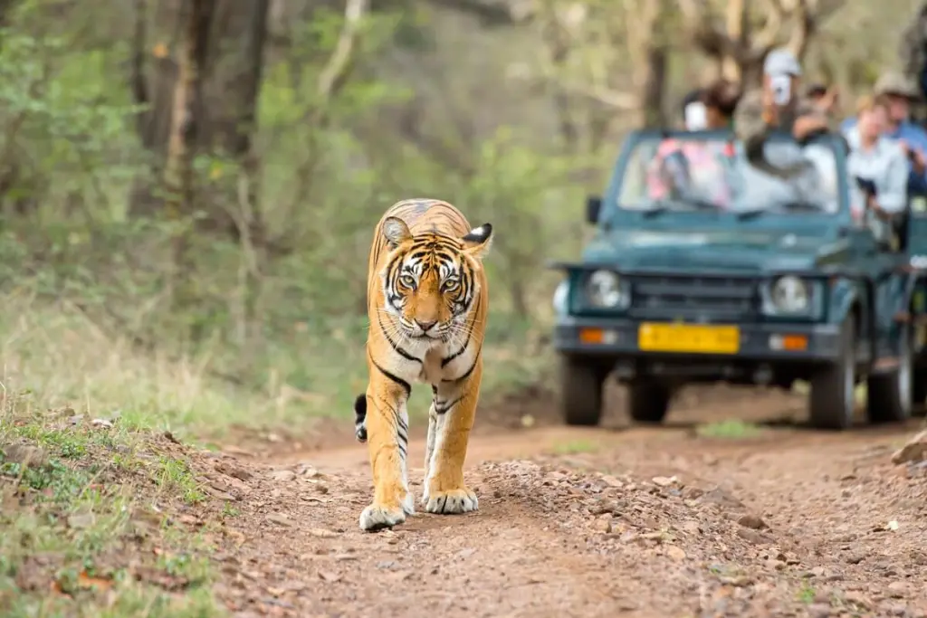 Jeep or Canter Safari Drive