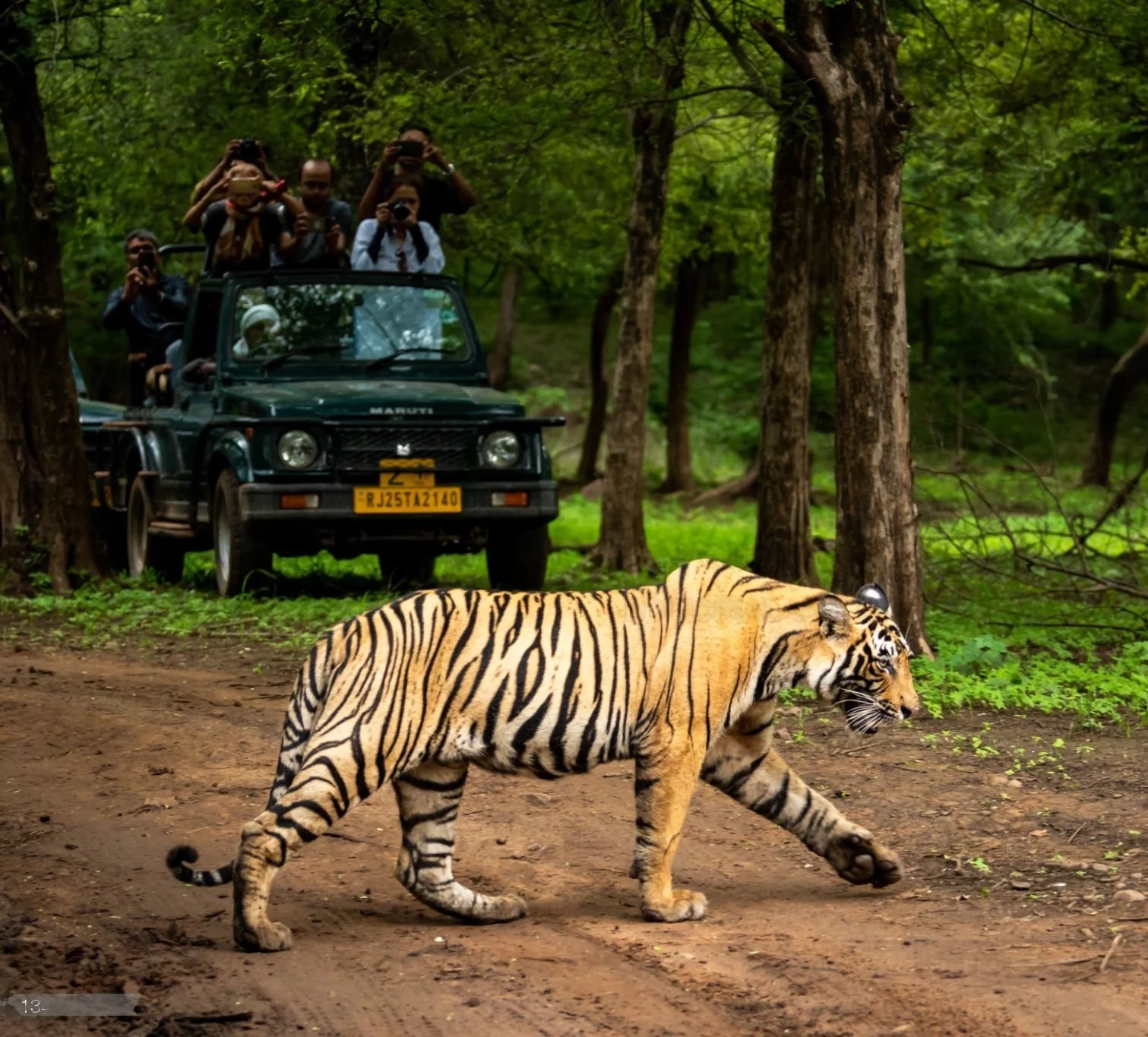 Jeep or Canter Safari Drive