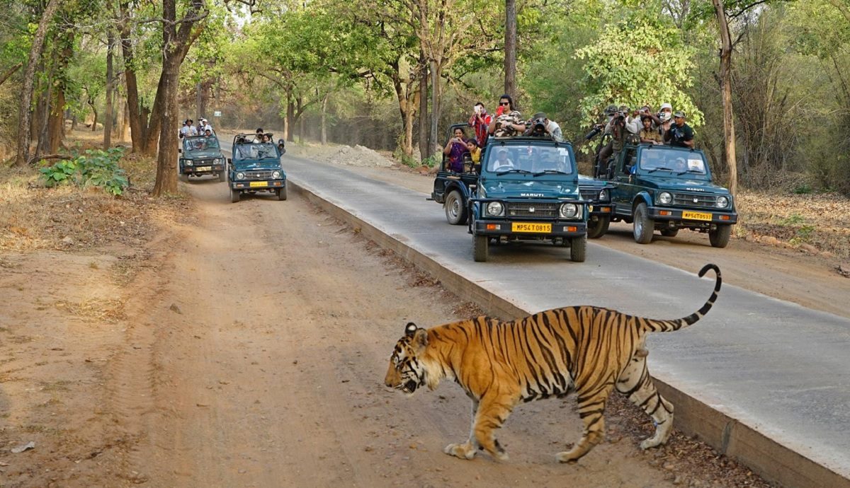 Morning Safari Drive