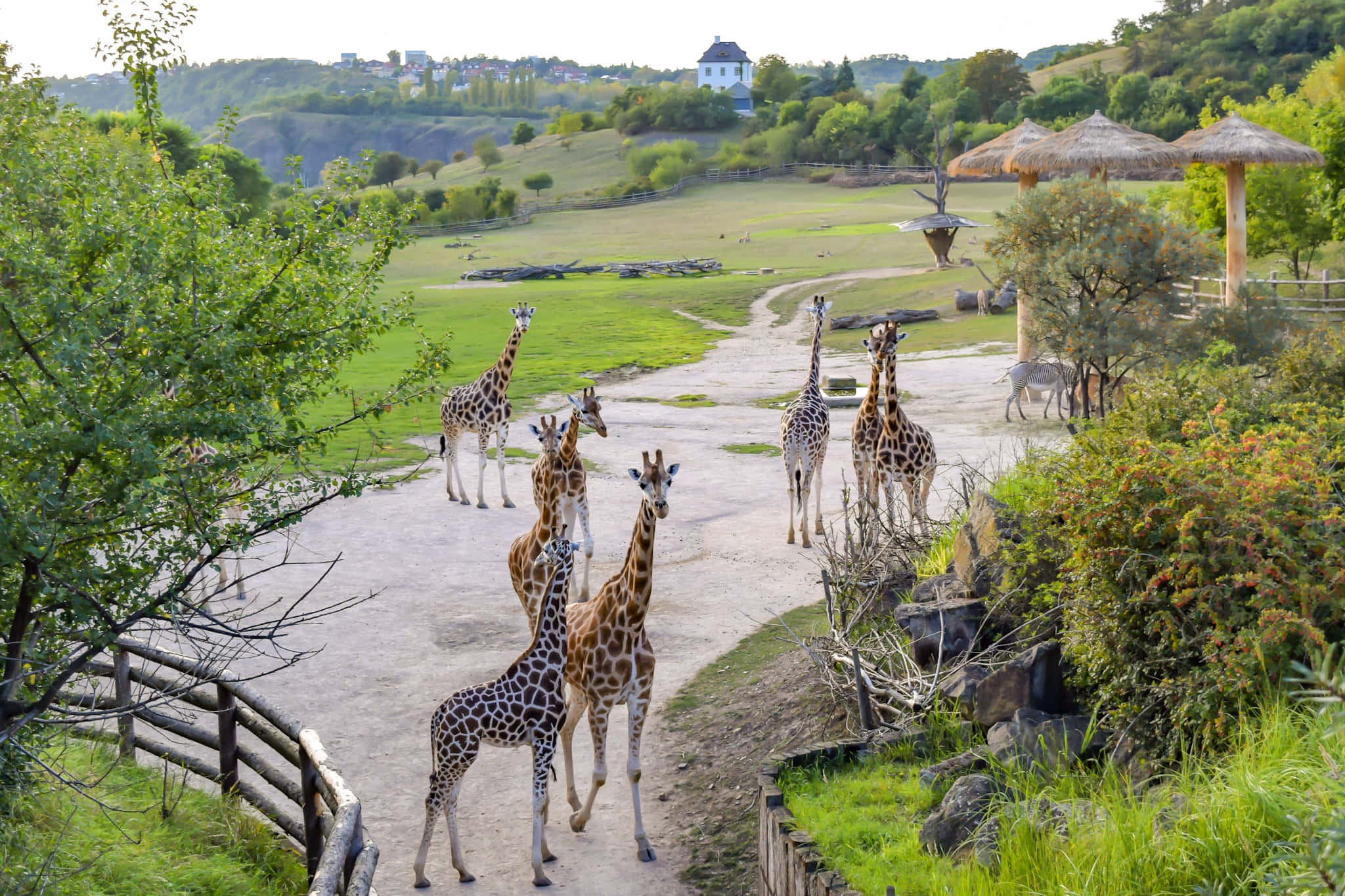 Giraffe Enclosure Lookout