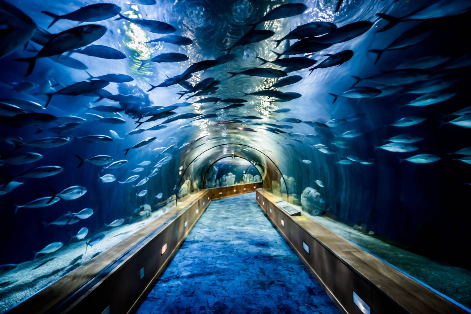 Oceanario Underwater Tunnel