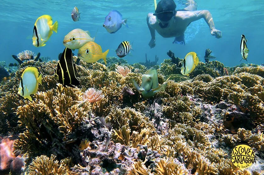 Snorkeling at coral reefs