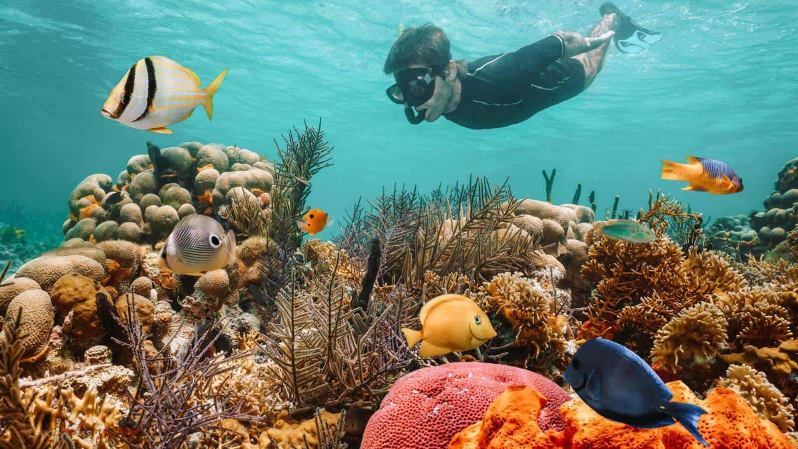 Snorkeling at coral reefs