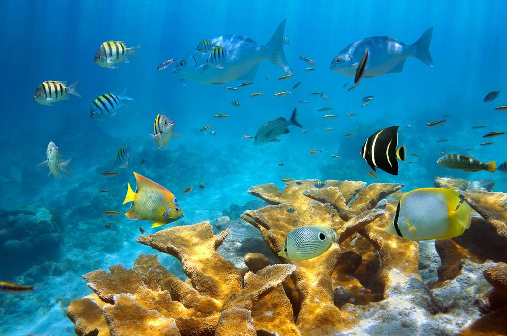 Coral reef platform