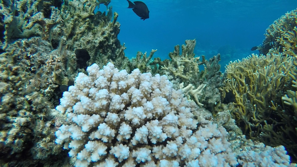 Western Reef