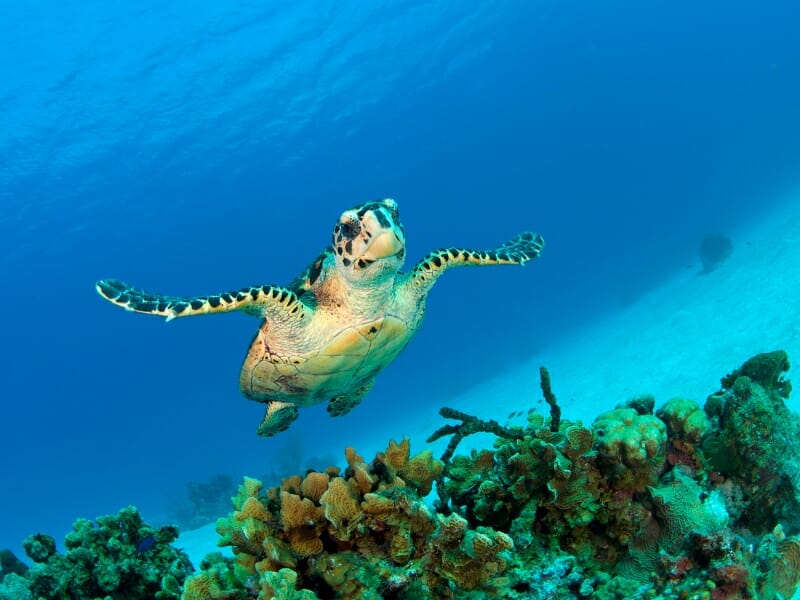 Turtle nesting beaches